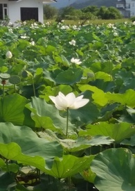 花神的抖音号